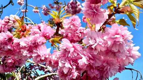 Bright pink flowers against a bright blue sky