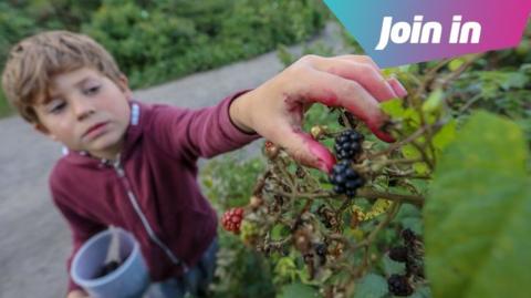  Boy picking blackberries.
