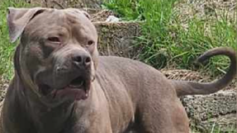 A brown XL bully dog in a garden
