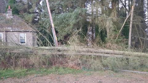 Fallen trees leaning against a house and power pole after storm damage.