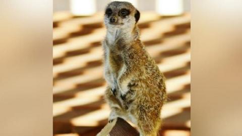 Sam the meerkat, perched on a log with a brown and yellow striped background, looking towards the camera.