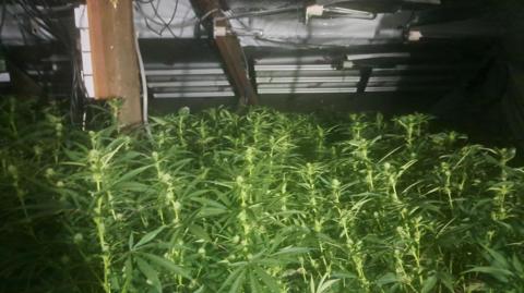 Many cannabis plants in what appears to be the loft of a building, with wires dangling into the frame from the cladded roof above.