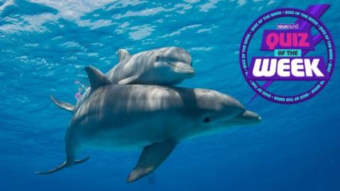 Two dolphins swim nestled together, with Newsround quiz of the week logo stamped onto the image