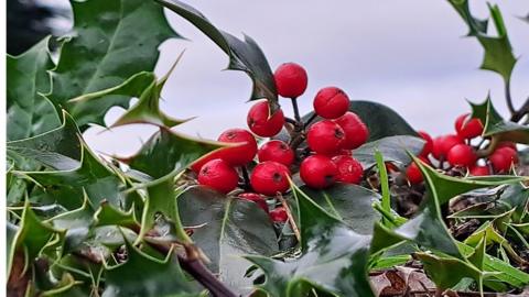 Holly with red berries and grey sky behind