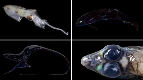 Close-up photographs of some of the species found - An enope squid, a dragonfish, pelican eel and a barreleye.