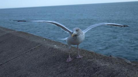 A seagull standing on a sea wall outstretches his wings