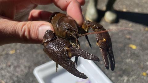 A brown crayfish is being held over a white tray by a thumb and index finger. The crayfish has small spikes on it's two pincer-like front claws and a long proboscis.
