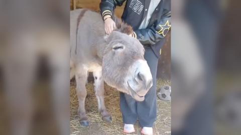 A grey coloured donkey's ears are being rubbed by a woman. He's stood in a stable looking very relaxed, eyes closed.