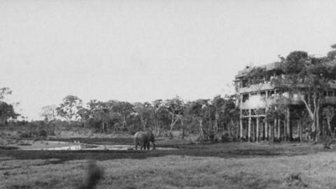 A wide landscape shot of an elephant and a treehouse