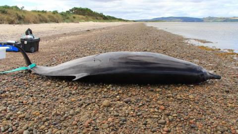 Sowerby's beaked whale