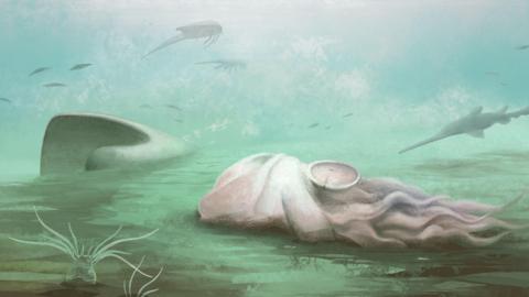 Artists impression of what the animal would have looked like shows the light coloured animal on the seabed with tentacles trailing behind it and a small shell in the centre of its mass. 