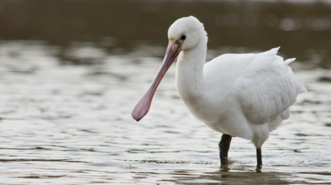 Spoonbill