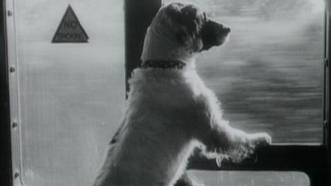 Prince the dog looks out of a train window.