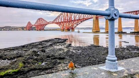 A small robin perches on a stone seawall beneath blue railings, with the iconic red Forth Bridge spanning calm waters under a cloudy winter sky.