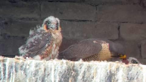 A peregrine feeds one chick while another waits to the left. They are in an alcove of a mill building