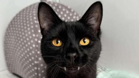 A black cat with two elongated teeth, like a vampire, stands on a white surface with a polka dot cat nest and green blanket behind him.