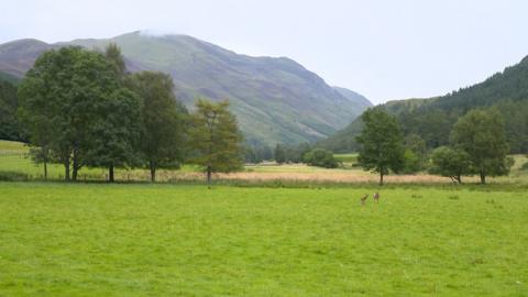Fèidh ann an Gleann Lìomhann