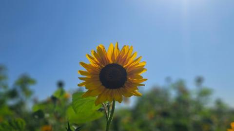 A single sunflower under a bright blue sky 