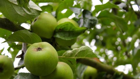 Underneath an apple tree. There are green four green apples on the branch. The tree is covered in green leaves. 