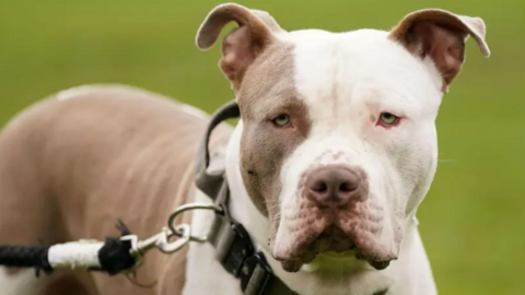 A white and brown XL Bully dog, which has a thick black collar around its neck, attached to a black lead. The dog is standing in a field and looking towards the camera.