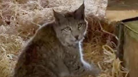 A lynx on a bed of straw turning and facing the camera. It's ears are pricked up and it has gold fur with black spots all over its body. Light is shining on its face.