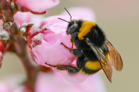 Bumblebee seen on a pink flower 