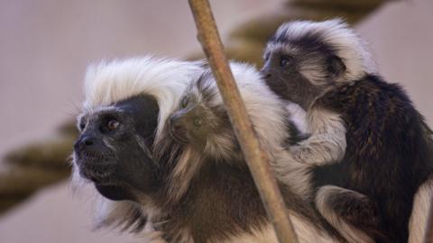 A black and white tamarin carrying two infants on its back