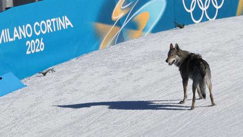 A dog standing in the snow at the Olympics