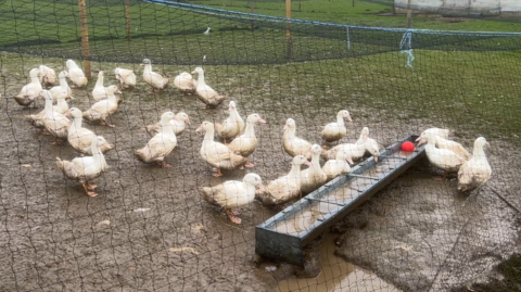 Around 30 white ducks drinking water from a rectangular metal basin outdoors. They are on a patchy of muddy land which is surrounded by black netting.