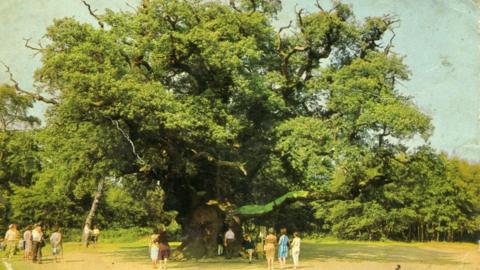 A 1970s colour image of families stood around the Major Oak