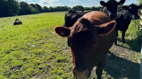 Three cows staring at the camera while standing in a field in Shaftesbury