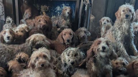About 15 different poodle-cross dogs, all with shaggy coats in various shades of grey, white and tan, are seen crowded into one living space. One dog is seen howling, and another is seen sitting in what looks like a wood burner