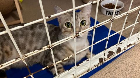 A grey cat with green eyes lying down in a cage