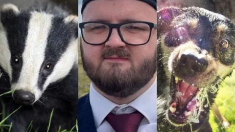 Three images edited together showing a badger, a close-up of a man's face and a dog drinking water from a hose