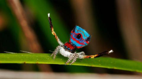 Dancing spider
