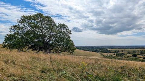A tree on a wind-swept hill. 