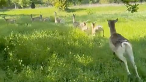 A group of deer in a grassy area. There are trees in the background.