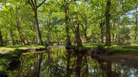 SUNDAY - New Forest