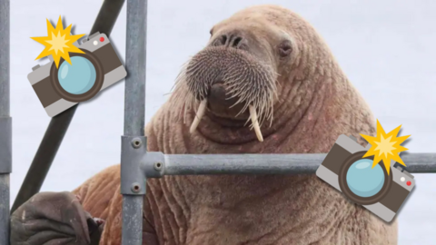 a walrus with two illustrations of cameras with the flash one