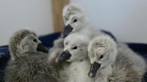 Four fluffy grey chicks with dark grey beaks