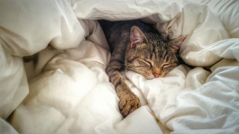 Photograph of a cat sleeping wrapped in a soft white duvet