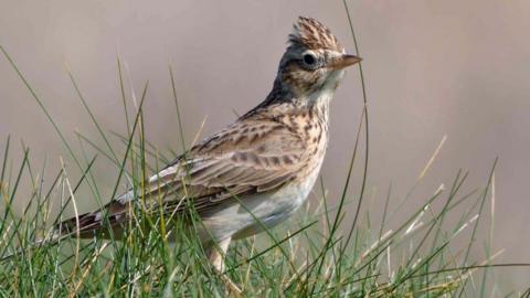 Skylark bird perched on grass