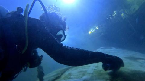 A diver under water at the National Marine Aquarium in Plymouth cleans a replica aircraft inside the site's shark tank. A bright light is above the water to help the person see where they're going. The plane has a lot of algae on it. 