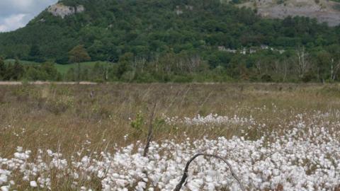 A wild bog landscape with white plants in the foreground as well as a meadow and a large hill covered in trees in the background.