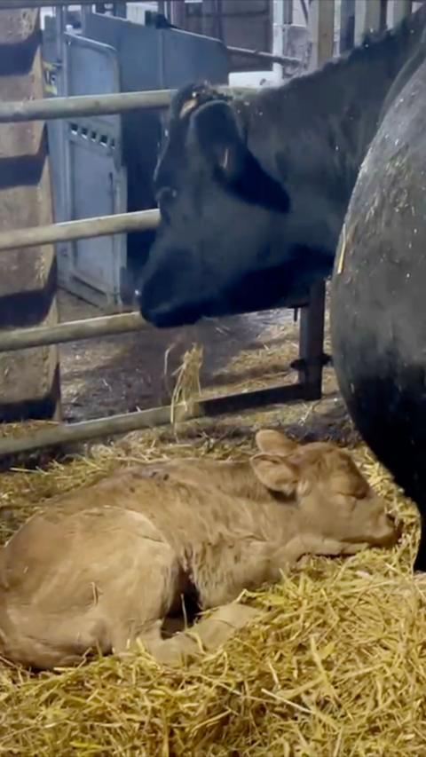 A newborn calf sleeps in the hay next to it's mother