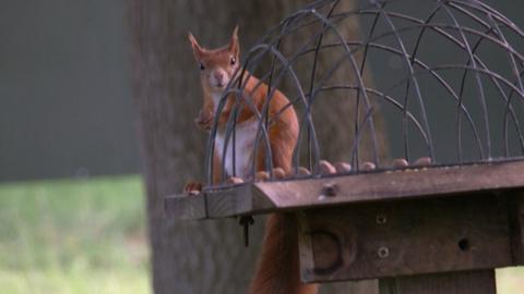 Red squirrel holding nut looks at camera