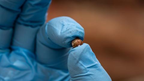 A hand wearing a blue rubber glove holding a tiny snail. The shell is light brown.