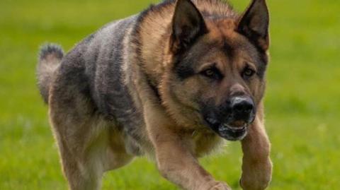 PD Boris, a German Shepherd with brown and black fur, runs across a green field.