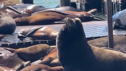 A sea lion is seen taking in the sun.
