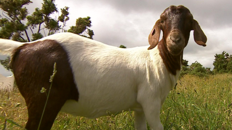 A white and brown goat that is looking at the camera with vegetation around it.